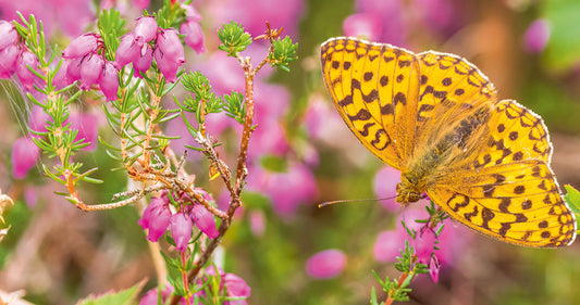 Butterfly Safari with Andrew Fusek Peters