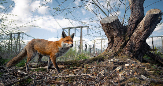 British Wildlife Photography Awards winners