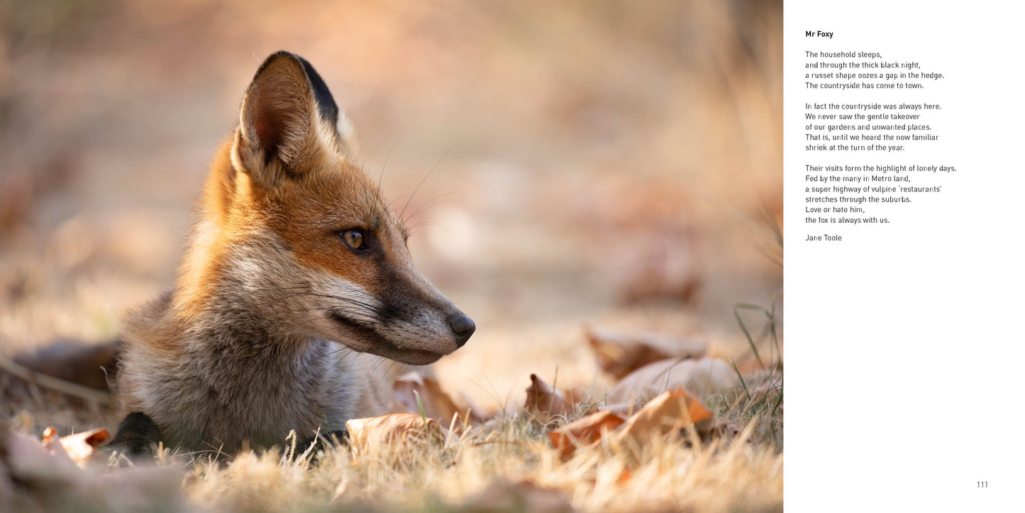 Frances Crickmore: British Wildlife Through My Lens