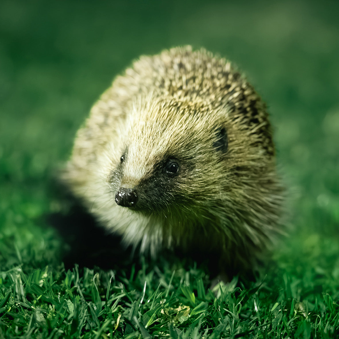 The Hedgehog Calendar 2026