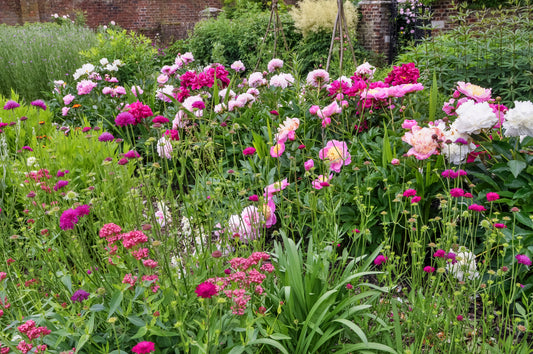 A Love Affair with Peonies