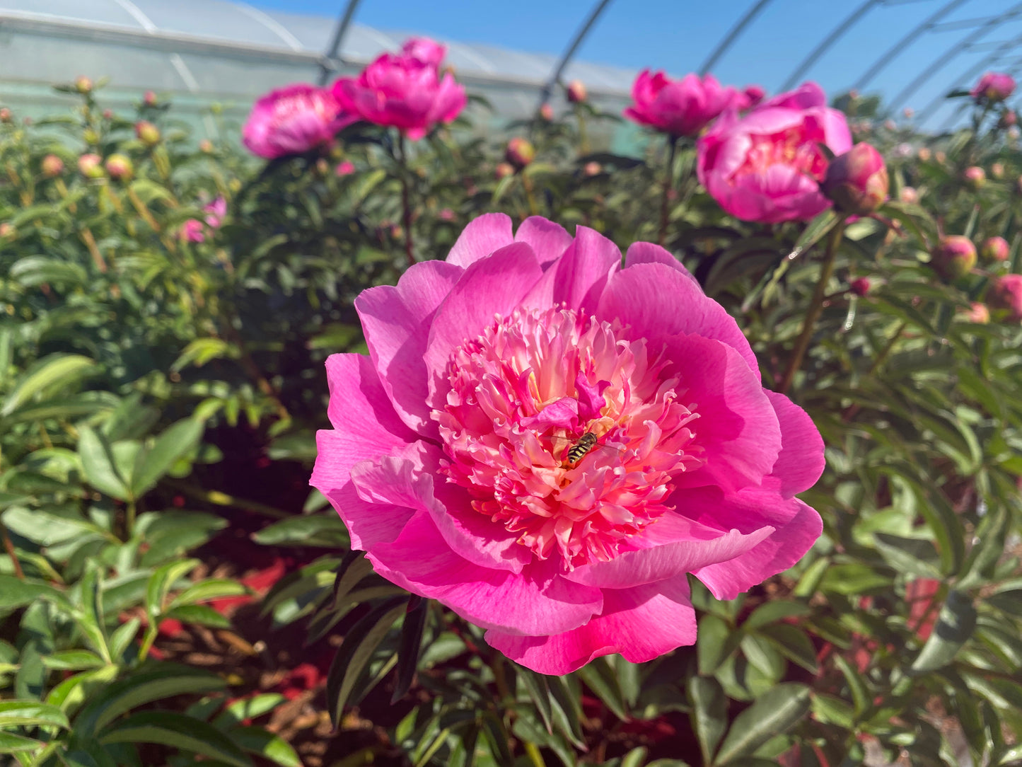 A Love Affair with Peonies