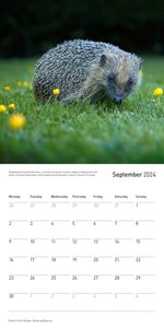 The Hedgehog Calendar 2024