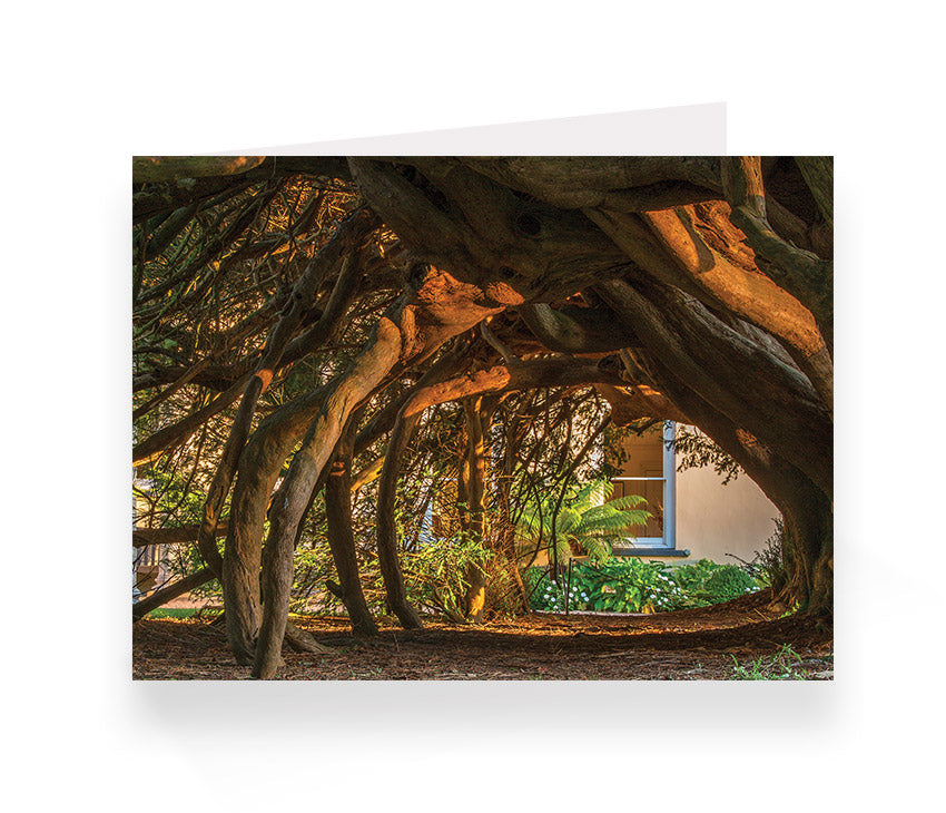 Aberglasney Cards Pack 1 - 10 pack