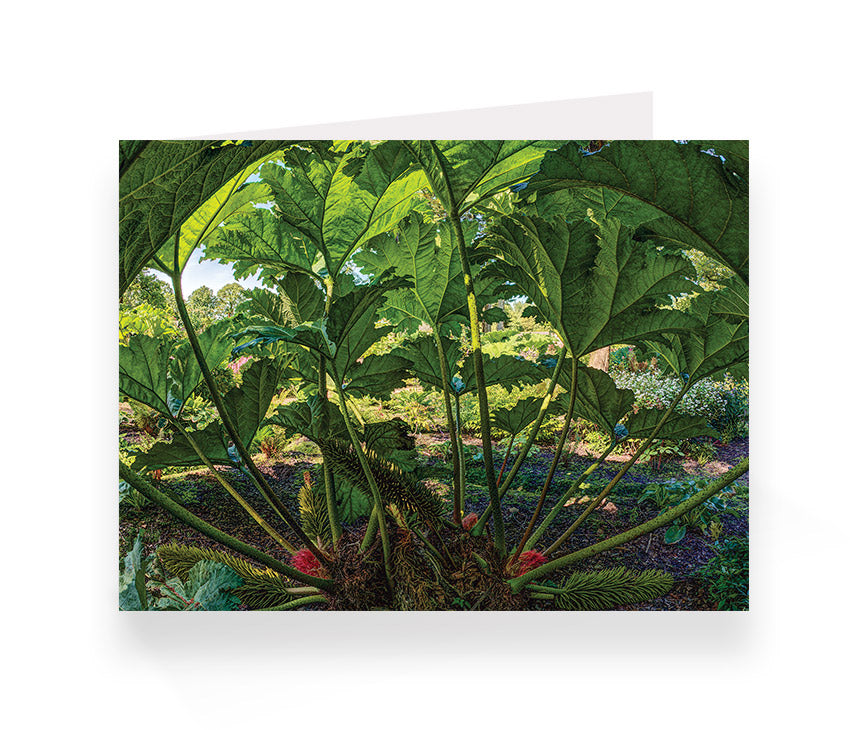 Aberglasney Cards Pack 1 - 10 pack