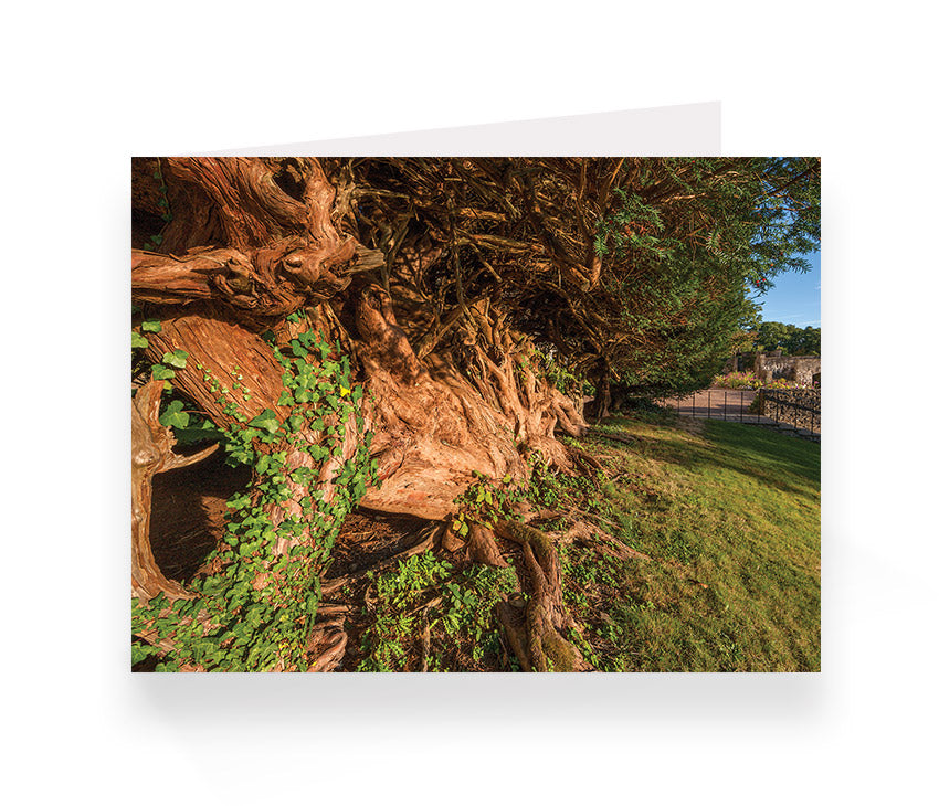 Aberglasney Cards Pack 2 - 10 pack