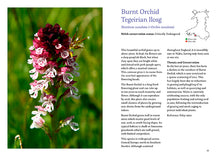 Load image into Gallery viewer, 101 rare plants of wales by Tim Rich and Lauren Marrinan published by Graffeg in conjunction with Amgueddfa Cymru, National Museum Wales

