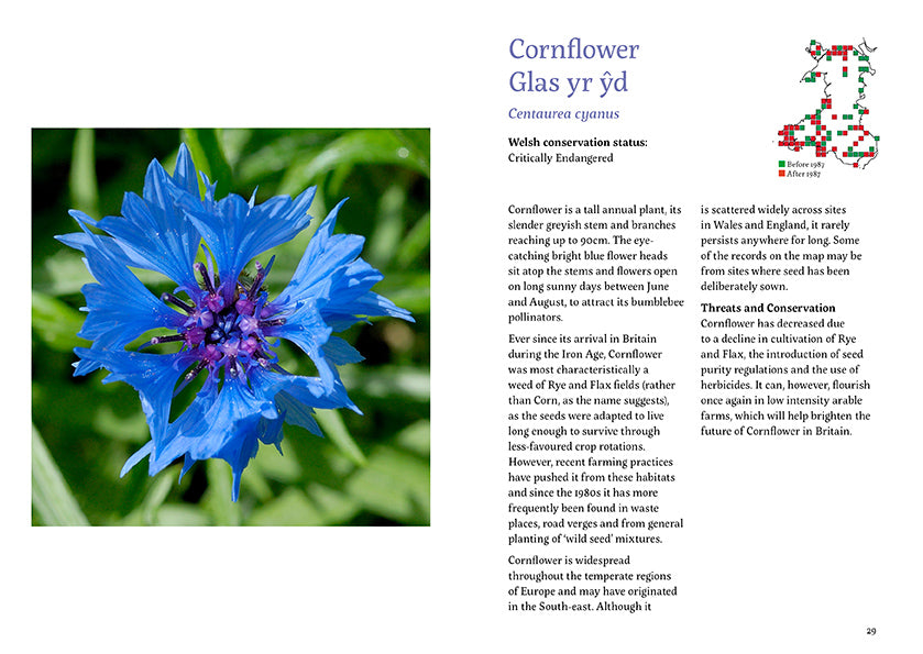 101 rare plants of wales by Tim Rich and Lauren Marrinan published by Graffeg in conjunction with Amgueddfa Cymru, National Museum Wales