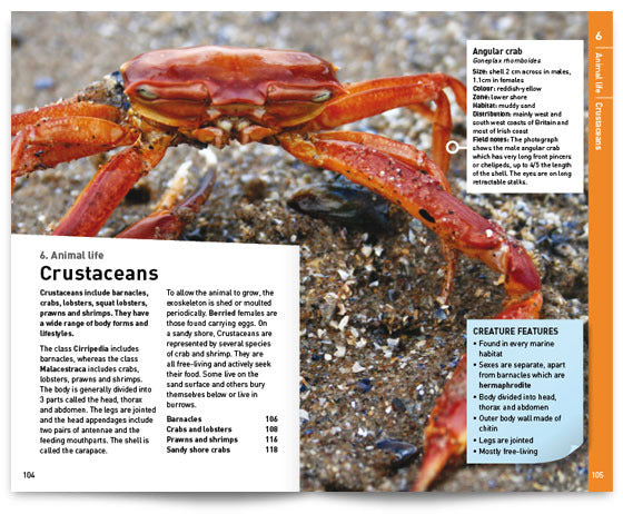 Seashore Safaris