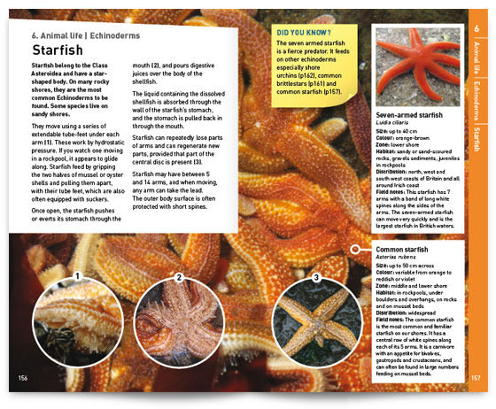 Seashore Safaris