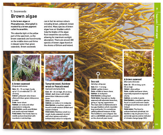 Seashore Safaris