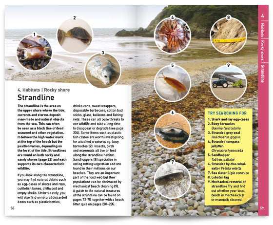 Seashore Safaris
