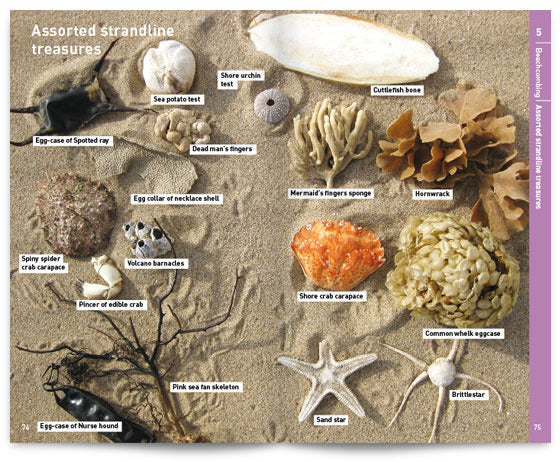 Seashore Safaris