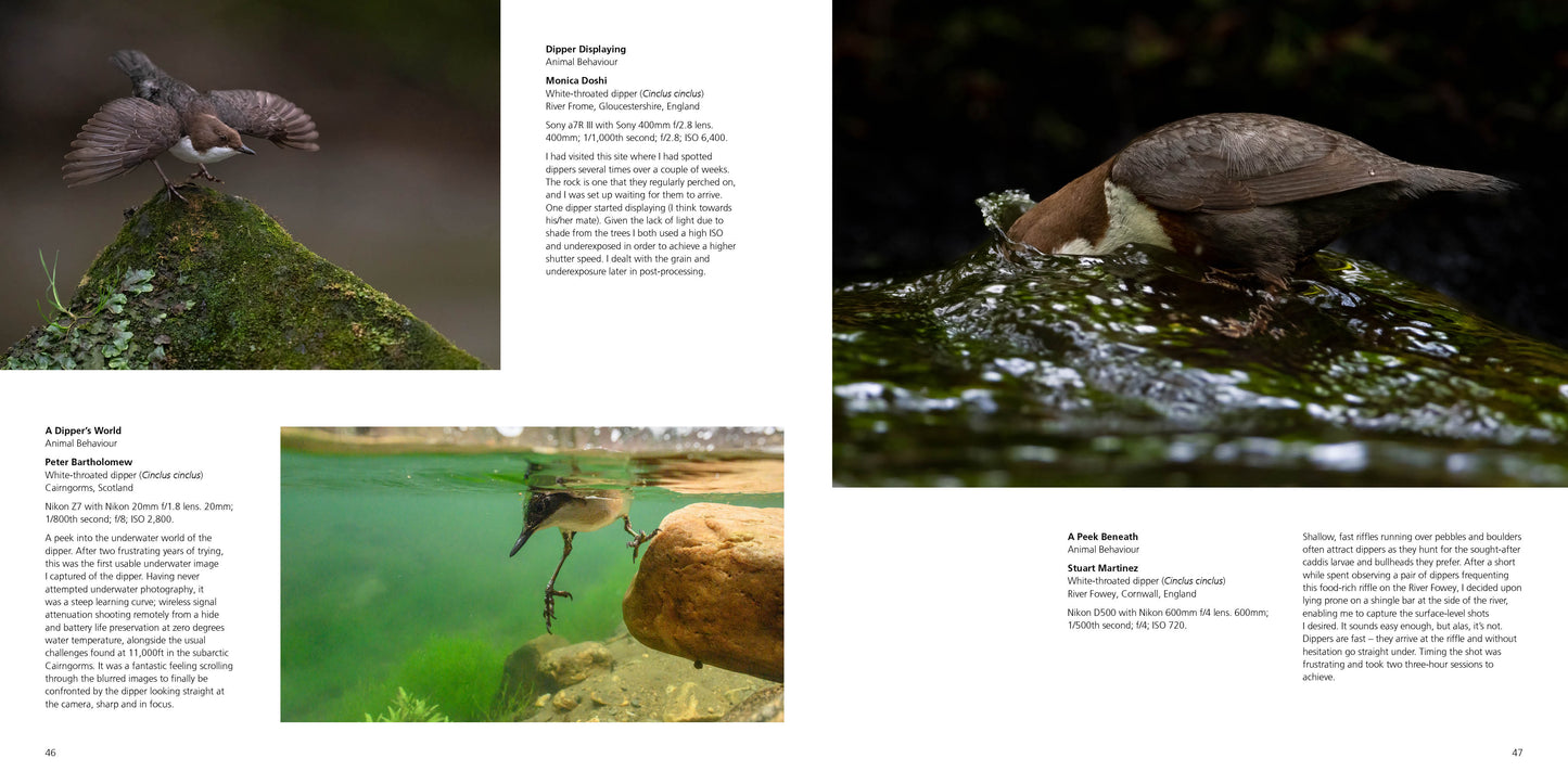 British Wildlife Photography Awards 11