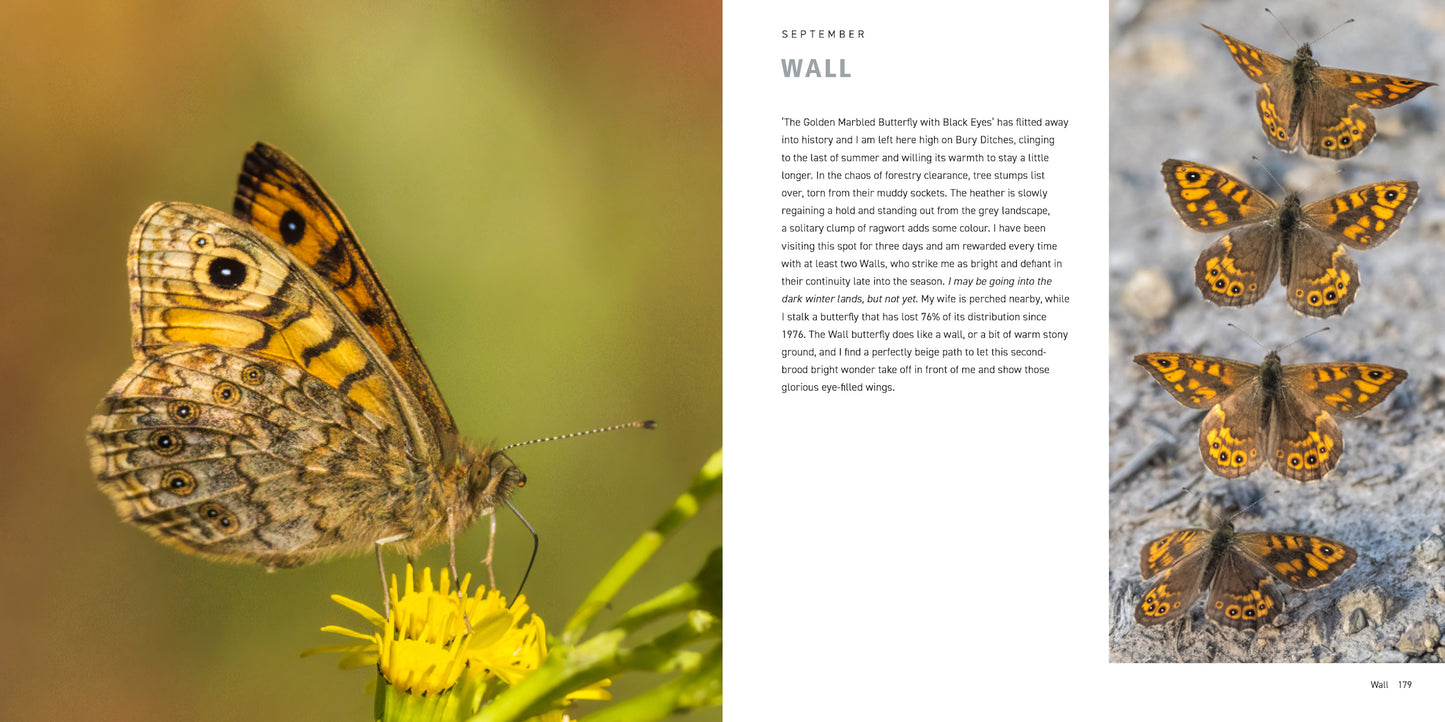 Butterfly Safari