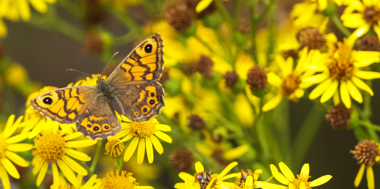 Butterfly Safari