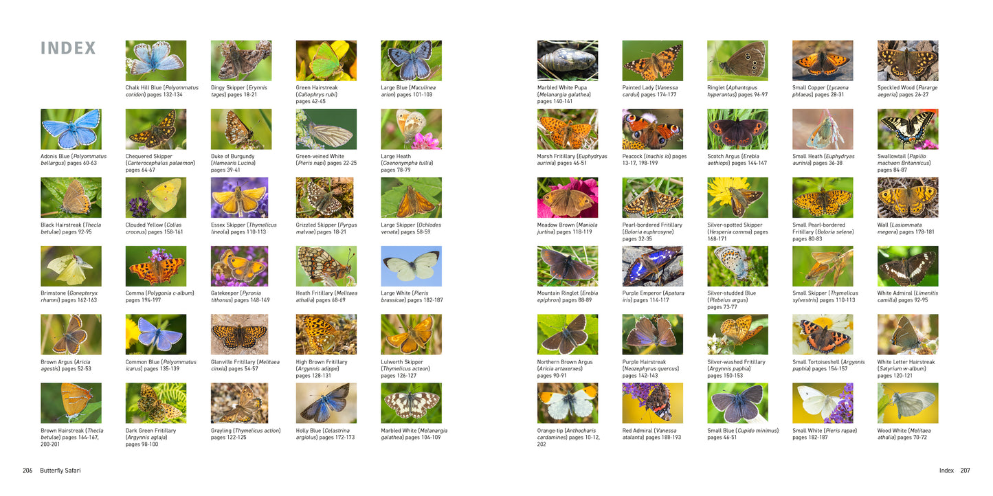 Butterfly Safari