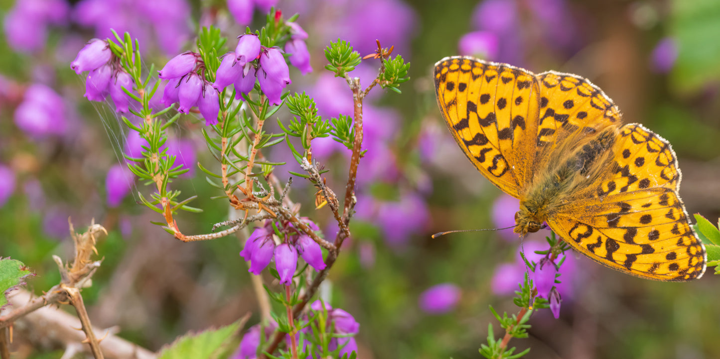 Butterfly Safari