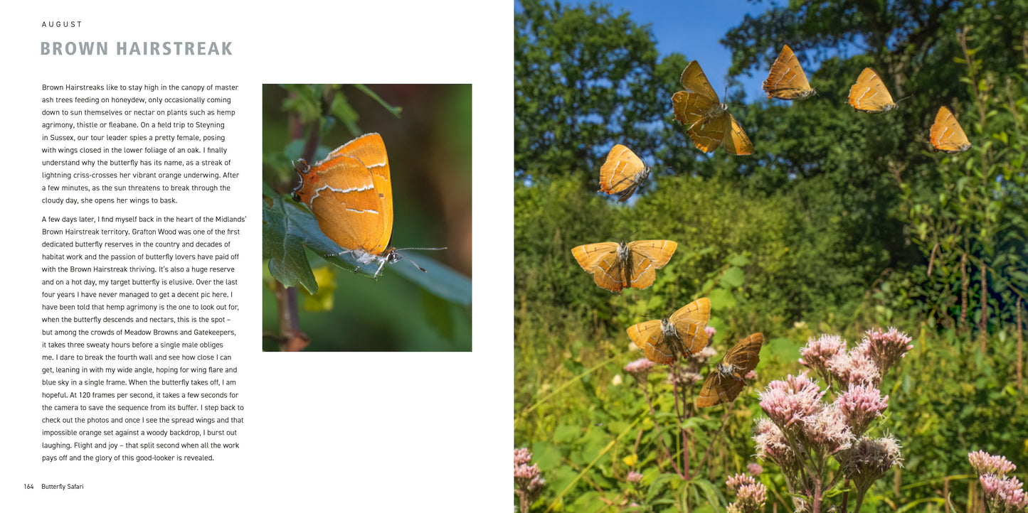 Butterfly Safari