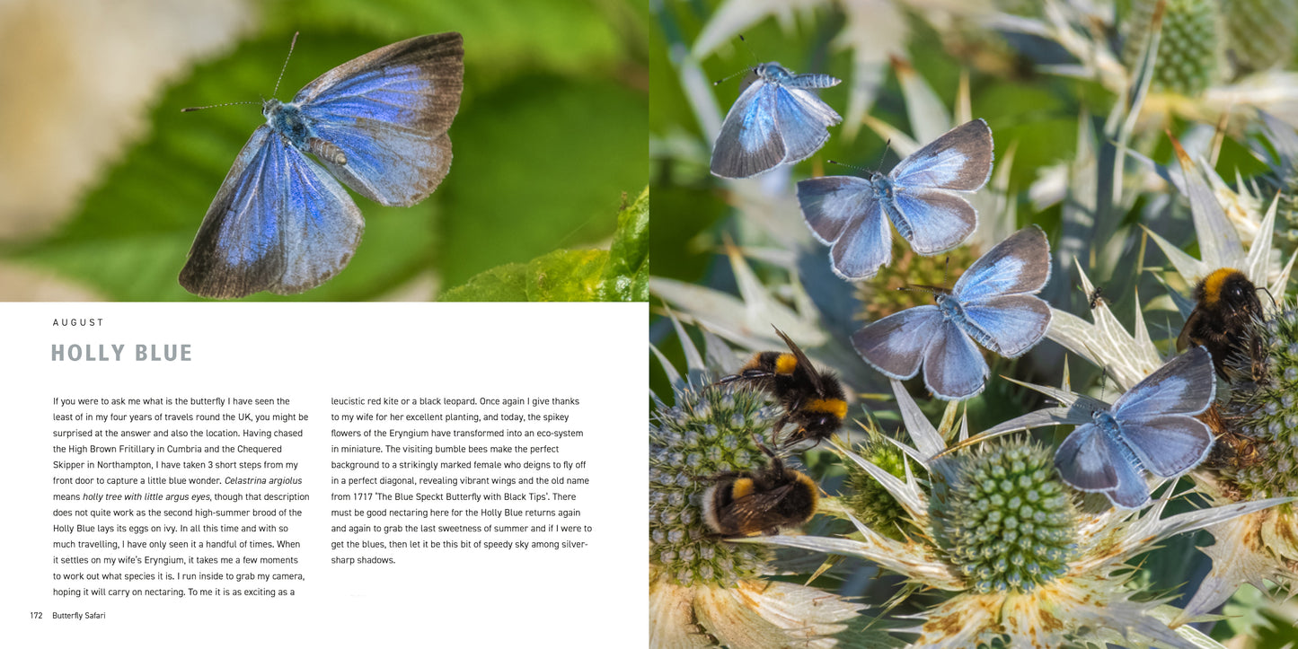 Butterfly Safari