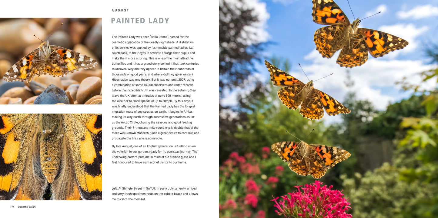 Butterfly Safari