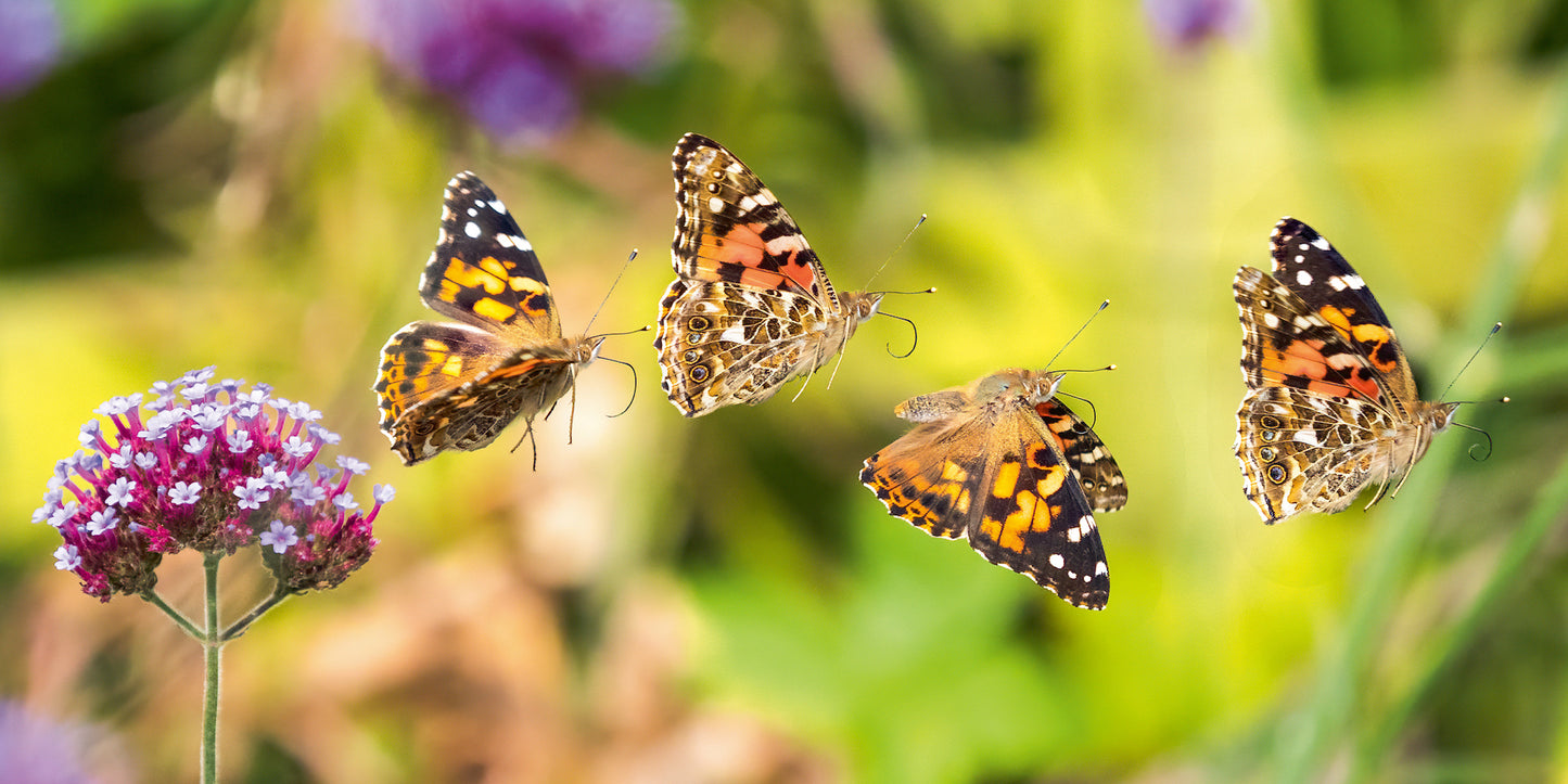 Butterfly Safari