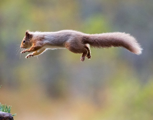 Wildlife Notecard Pack
