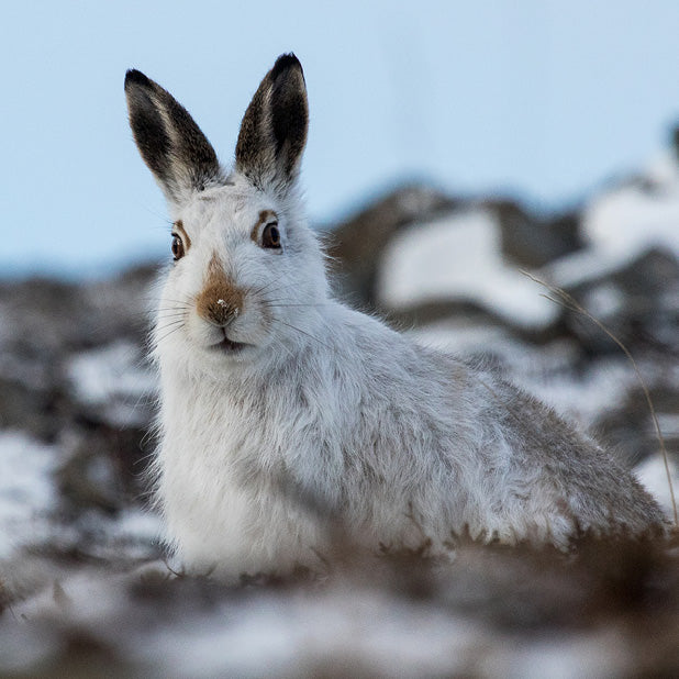 The Hare Greetings Card Pack