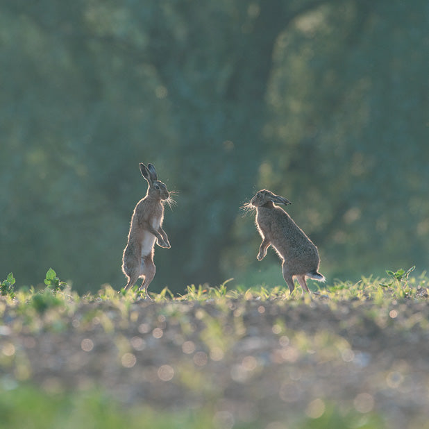 The Hare Greetings Card Pack
