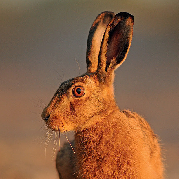 The Hare Greetings Card Pack