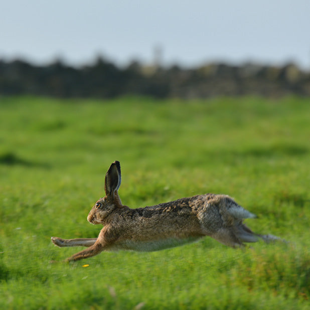 The Hare Greetings Card Pack