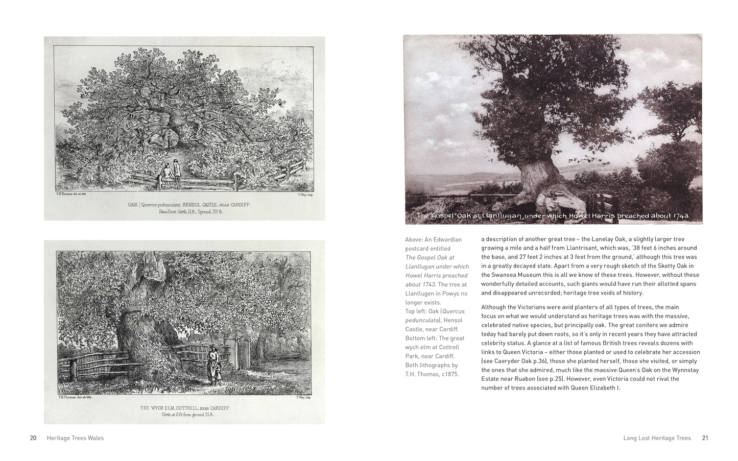 Heritage Trees Wales - Second Edition