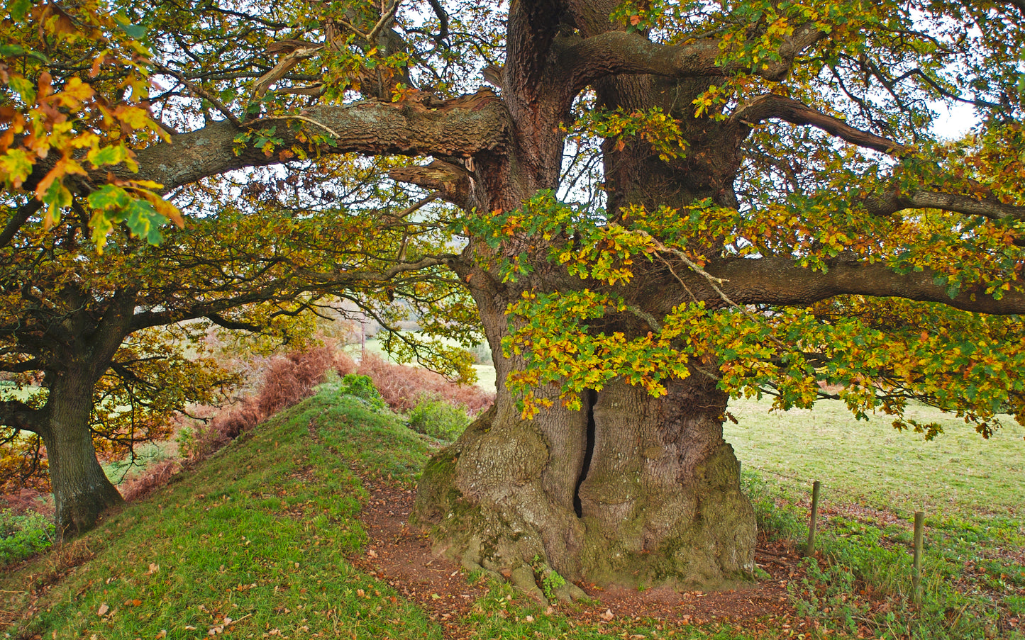 Heritage Trees Wales - Second Edition