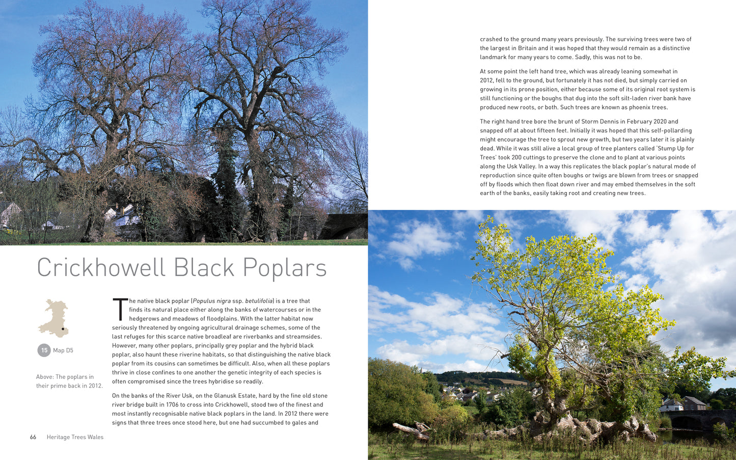 Heritage Trees Wales - Second Edition
