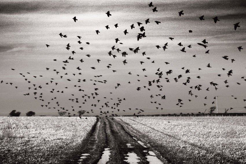 The Starlings & Other Stories