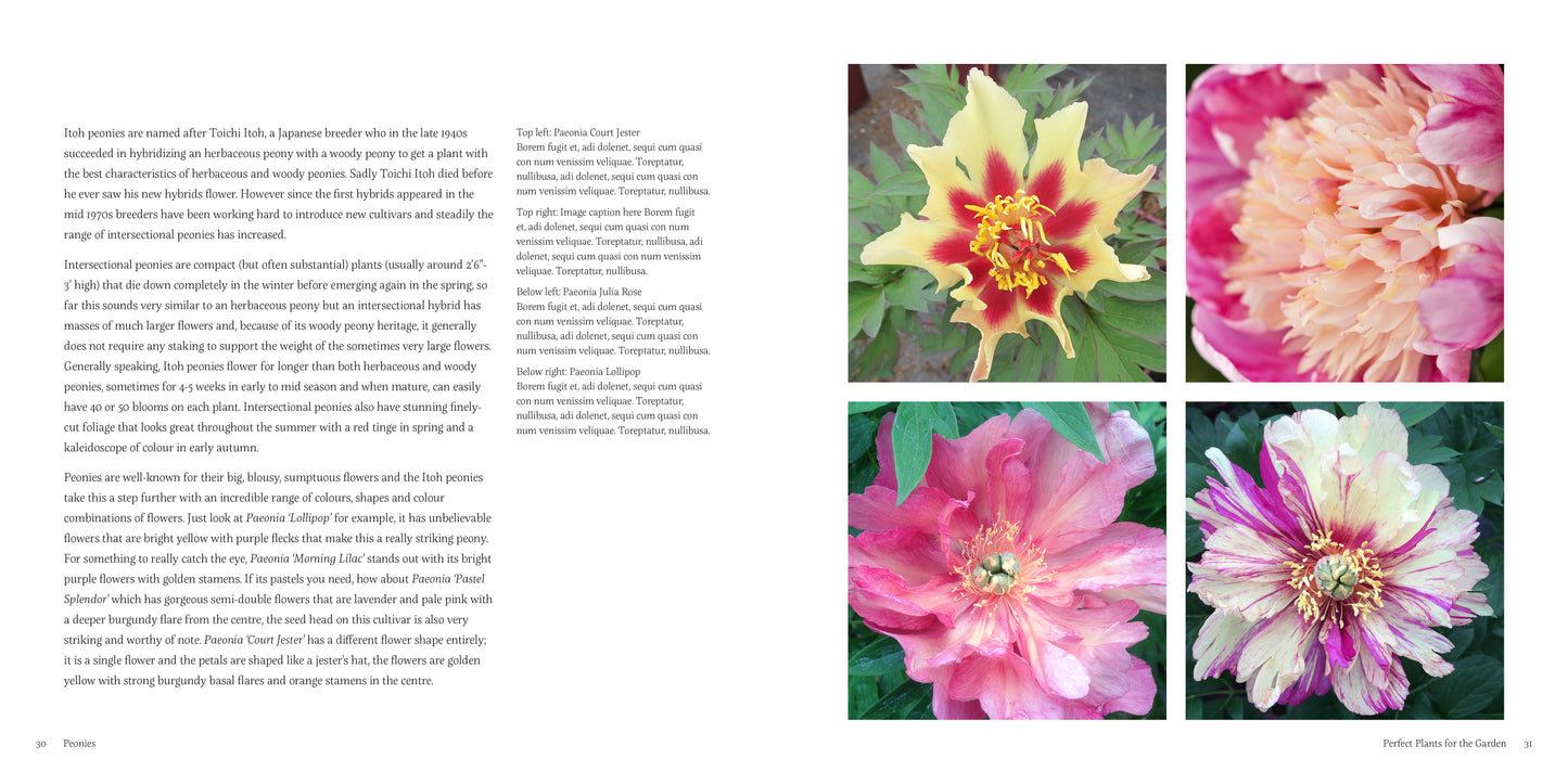 A Love Affair with Peonies
