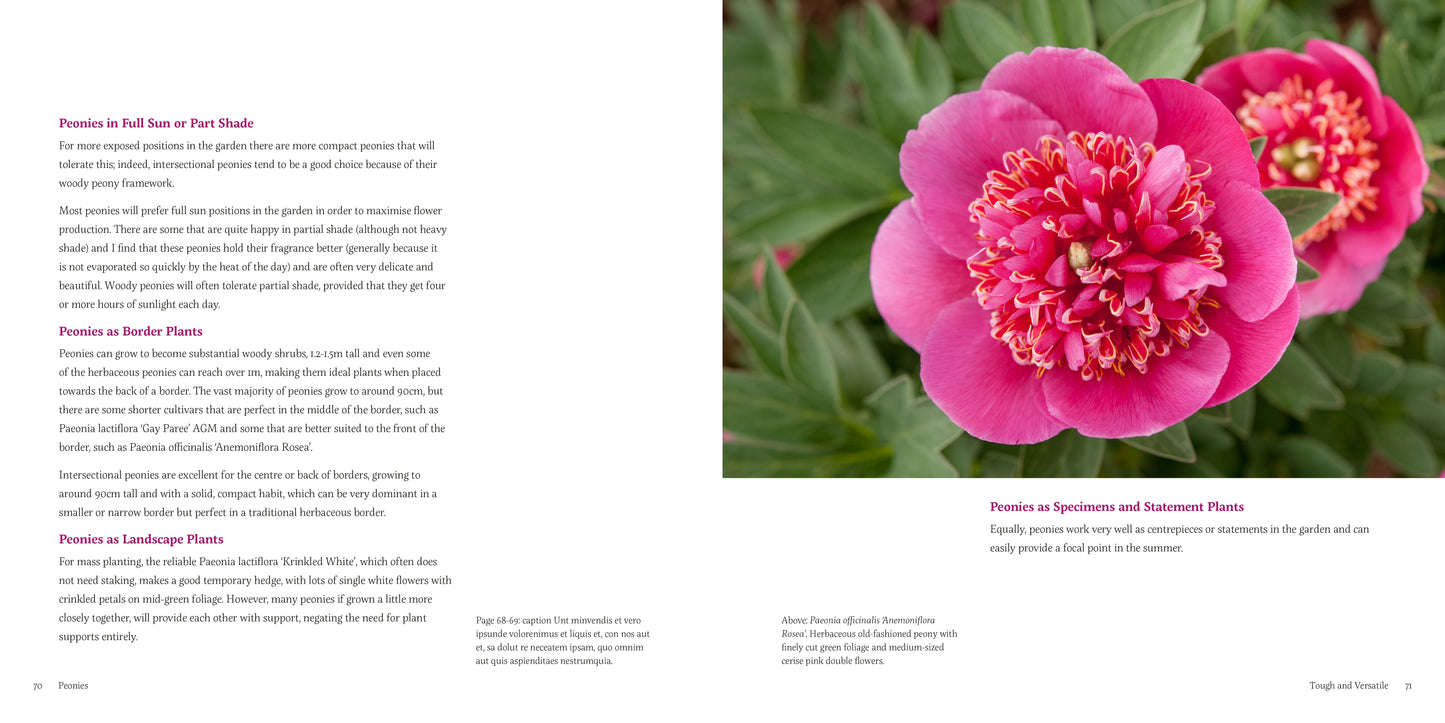 A Love Affair with Peonies