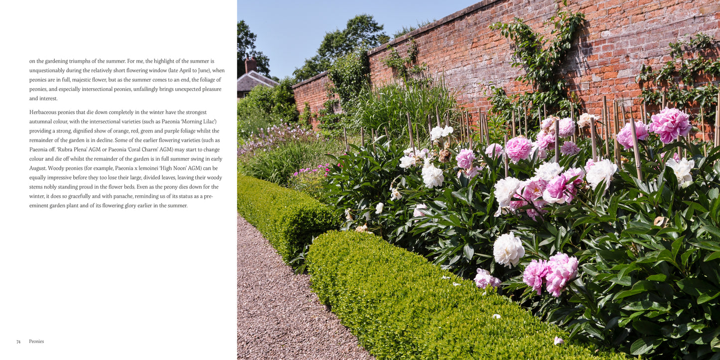A Love Affair with Peonies