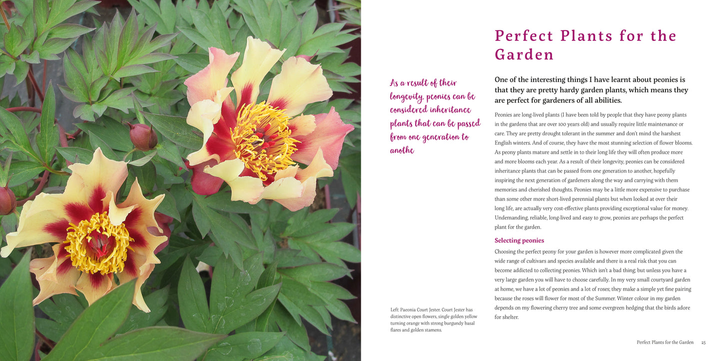 A Love Affair with Peonies