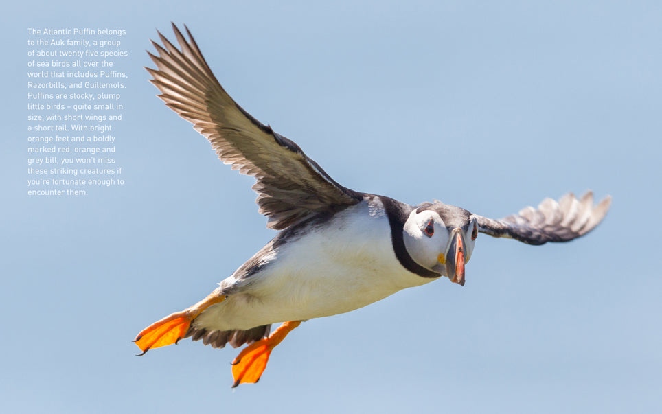Puffins (Pocket Series)
