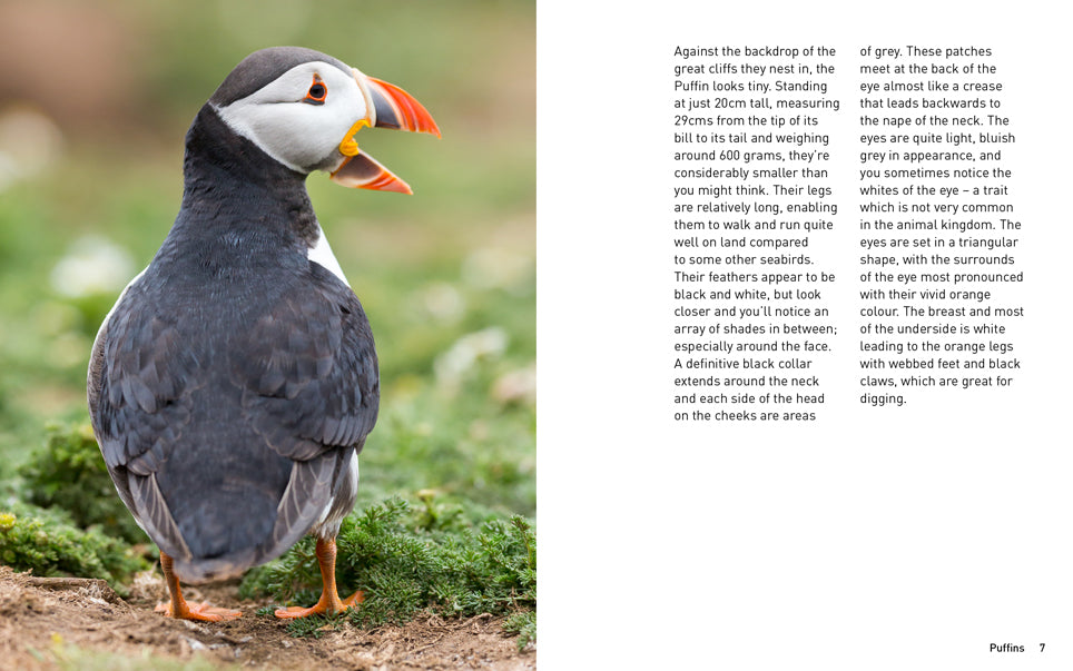 Puffins (Pocket Series)