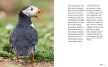 Load image into Gallery viewer, Puffins (Pocket Series)
