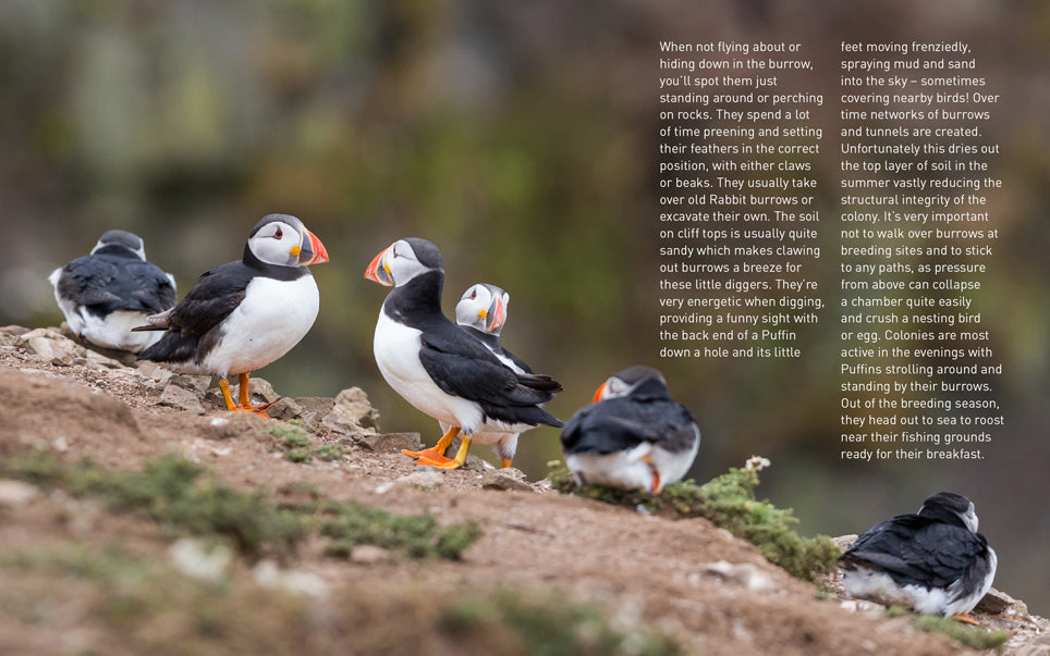 Puffins (Pocket Series)