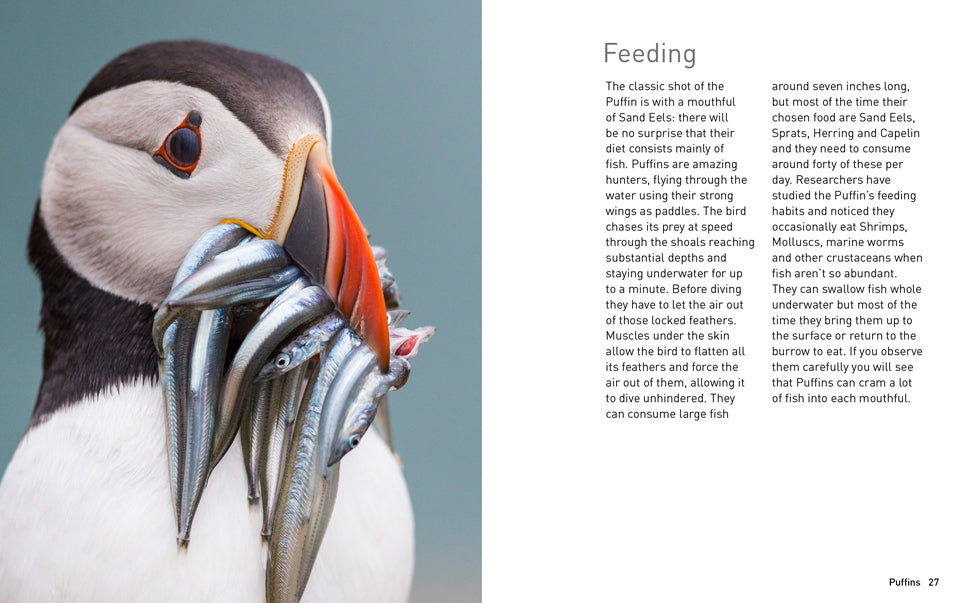 Puffins (Pocket Series)