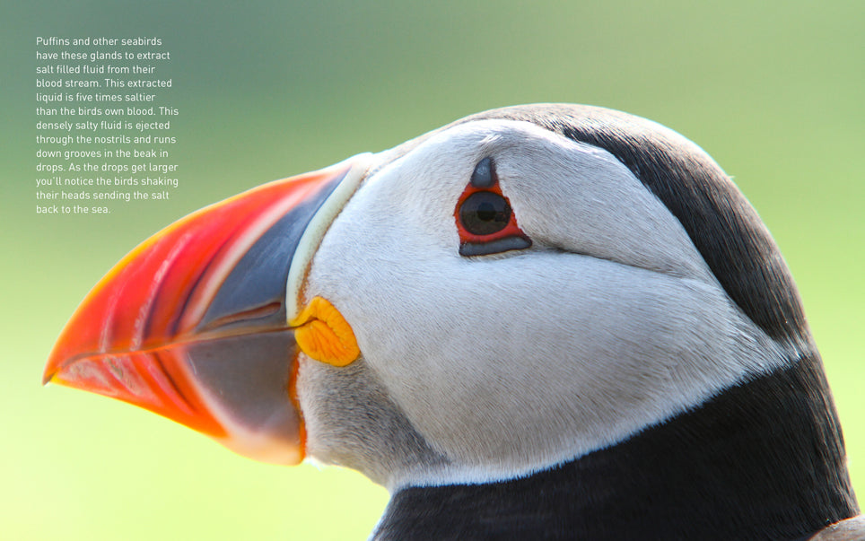 Puffins (Pocket Series)