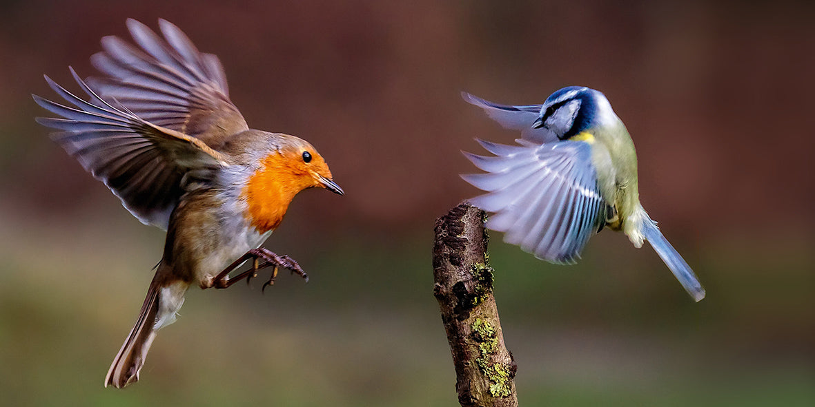 The Robin Book