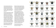 Load image into Gallery viewer, The Bee Book
