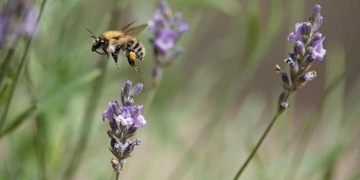 The Bee Book