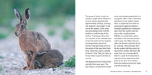 Load image into Gallery viewer, The Hare Book
