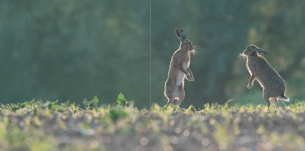 The Hare Book